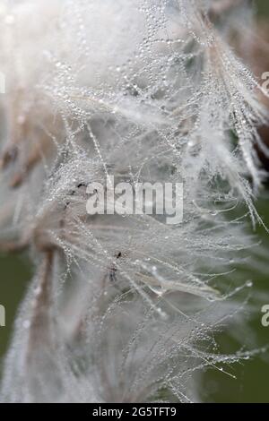 Schöne Tau Wassertropfen auf Fallschirm-Dandelion-Makro. Weicher grüner Hintergrund. Speicherplatz kopieren. Weicher Fokus auf Wassertropfen. Stockfoto