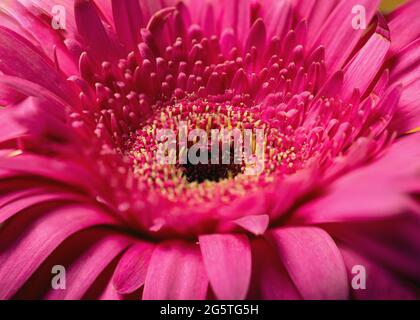 Helle rosa Gerbera Blume Nahaufnahme, Makrofoto der Mitte der Blume. Selektiver Fokus Stockfoto