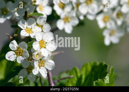 Nahaufnahme eines Astes, der mit weißen Kirsch- oder Birnenblüten auf einem unscharfen, natürlichen grünen Hintergrund blüht. Blühende Bäume im Frühjahr oder zukünftige Gartenernte. Bo Stockfoto