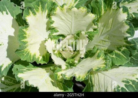 Zierkohl wächst auf einem Bauernbett in einem Gemüsegarten. Frische rohe vegetarische Speisen. Hochwertige Fotos Stockfoto