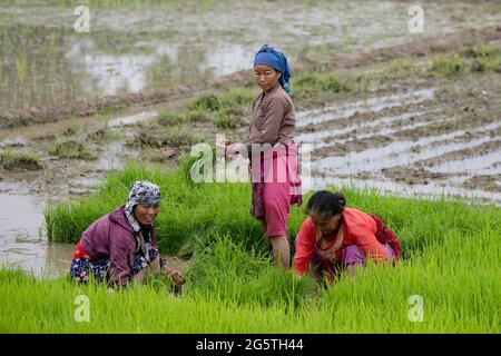 Kathmandu, Nepal. Juni 2021. Die nepalesischen Bauern bereiten während des National Paddy Day Reissämlinge für die Plantage vor.die Bauern feiern das National Paddy Day Festival am "Asar 15" des nepalesischen Kalenders, da die jährliche Reispflanzsaison beginnt und die Menschen das Festival feiern, indem sie Paddy Pflanzen, im Schlamm spielen, traditionelle Lieder singen und Joghurt essen. Kredit: SOPA Images Limited/Alamy Live Nachrichten Stockfoto