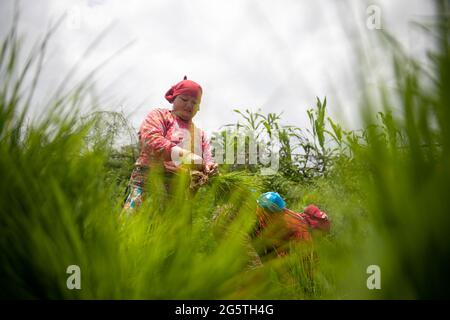 Kathmandu, Nepal. Juni 2021. Eine nepalesische Frau bereitet während des National Paddy Day Reissämlinge für die Plantage vor.die Bauern feiern das National Paddy Day Festival am "Asar 15" des nepalesischen Kalenders, da die jährliche Reispflanzsaison beginnt und die Menschen das Festival feiern, indem sie Paddy Pflanzen, im Schlamm spielen, traditionelle Lieder singen, Und Joghurt essen. Kredit: SOPA Images Limited/Alamy Live Nachrichten Stockfoto