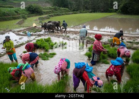 Kathmandu, Nepal. Juni 2021. Die nepalesischen Bauern bereiten während des National Paddy Day Reissämlinge für die Plantage vor.die Bauern feiern das National Paddy Day Festival am "Asar 15" des nepalesischen Kalenders, da die jährliche Reispflanzsaison beginnt und die Menschen das Festival feiern, indem sie Paddy Pflanzen, im Schlamm spielen, traditionelle Lieder singen und Joghurt essen. Kredit: SOPA Images Limited/Alamy Live Nachrichten Stockfoto