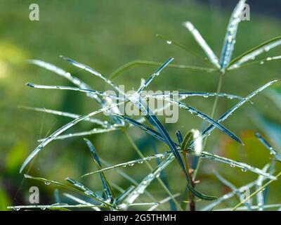 Nass und mit Wassertröpfchen vom Regen bedeckt, glitzern die Blätter eines jungen, engblättrigen Flaschenbaums, Brachychiton rupestris, im Sonnenlicht Stockfoto