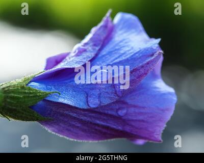 Makro von Wassertropfen auf lila blühenden einheimischen Blue oder Lilac Hibiscus, Alyogyne huegelii, 'West Coast Gem', nass vom Regen, in einem Küstengarten Stockfoto