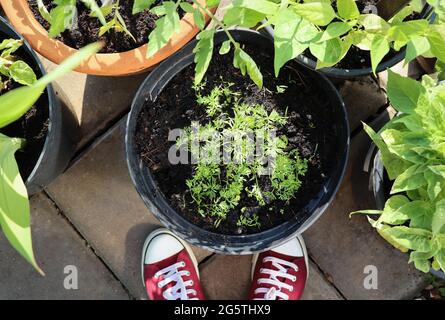 Blumen, Tomaten, Karotten, Bohnen, die in Behältern wachsen. Container für Gemüsegärten. Gemüsegarten auf einer Terrasse. Draufsicht . Stockfoto