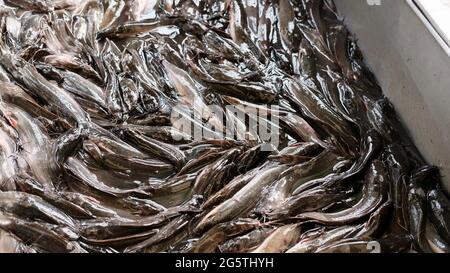 Fresh Fish Klong Toey Market Wet Market Bangkok Thailand größter Lebensmittelverteiler in Südostasien Stockfoto