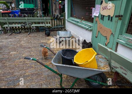 London. UK- 06.27.2021: Der Hof der Hackney City Farm zeigt die Stifte für die Schafe und Ziegen, wobei die Hühner frei auf dem Hof herumlaufen. Stockfoto