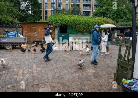 London. Großbritannien- 06.27.2021: Besucher, die auf dem Hof der Hackney City Farm mit Tieren interagieren. Stockfoto