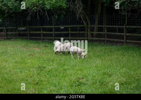 Lämmer grasen auf dem Feld. Stockfoto