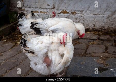 Hühner, die frei auf einem Hof herumlaufen. Stockfoto