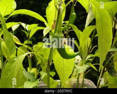 Nahaufnahme einer noch nicht reifen grünen Paprika wachsen auf den Pflanzen Stockfoto