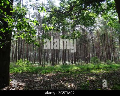 Unter der Eiche der Blick auf den Wald mit den feinen Birken Stockfoto