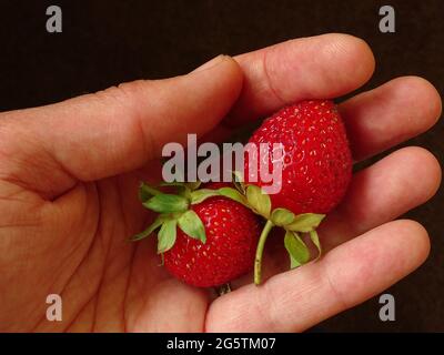 Zwei Erdbeeren in der Hand einer Frau mit schwarzem Hintergrund Stockfoto