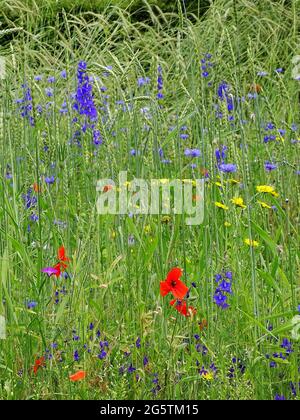 Blauer einjähriger Lerchensporn (Consolida ajacis) im Gras Stockfoto