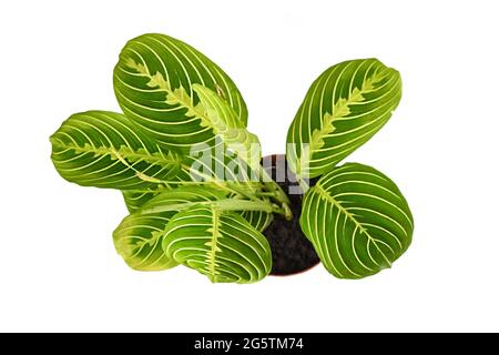 Draufsicht auf die exotische Zimmerpflanze „Maranta Leuconeura Lemon Lime“ in Blumentopf isoliert auf weißem Hintergrund Stockfoto