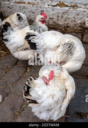 Hühner, die frei auf einem Hof herumlaufen. Stockfoto