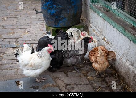 Freilaufende Freihennen auf einem Bauernhof. Stockfoto