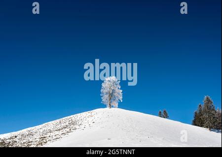 Ahorn im Biecht auf der Lüderenalp, Juwel. Langrau im Emmental, am 11.01.2021. Stockfoto