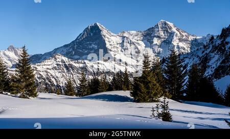 Auf dem Schäfihubel ob der Lobhornhütte, ob Sulwald-Isenfluh, Edelstein. Lauterbrunnen, am 21.02.19. Im Hintergrund Eiger und Mönch. Stockfoto