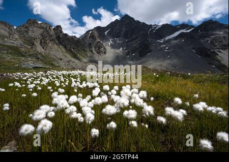 Engadiner Landschaft mit Scheuchzers' Wollgras bei Furtschellas in der Gem. Sils im Engadin/Segl, am 23.07.19. Stockfoto