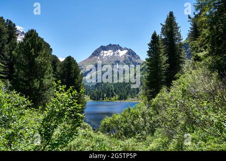 Arvenwald mit Grünerlengebüsch am Lägh da Cavloc bei Maloja in der Gemeinde Breglia am 19.07.16. Im Hintergrund die Pizzi dei Rossi. Stockfoto