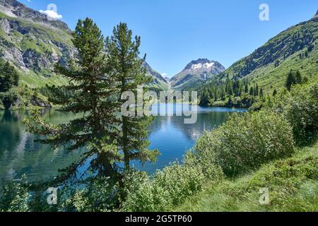 Arvenwald mit Grünerlengebüsch am Lägh da Cavloc bei Maloja in der Gemeinde Breglia am 19.07.16. Im Hintergrund die Pizzi dei Rossi. Stockfoto