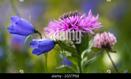 Bergwiese mit Flocken- und Glockenblume bei Grevasalvas in der Perle. Sils im Engadin/Segl, am 14.07.19. Stockfoto