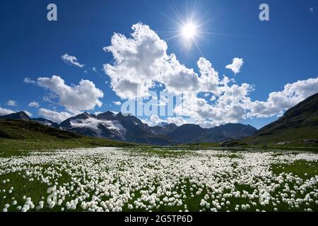 Flachmoor mit fruchierendem Scheuchzer's Wollgras (Eriophorum scheuchzeri) oberhalb des Berninapasses in der Gemeinde Pontresina am 13.07.17. Stockfoto