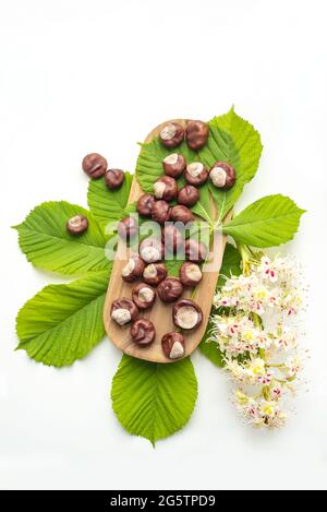 Tablett mit Haufen von trockenen Kastanien Früchte Blätter und Blumen auf weiß Stockfoto