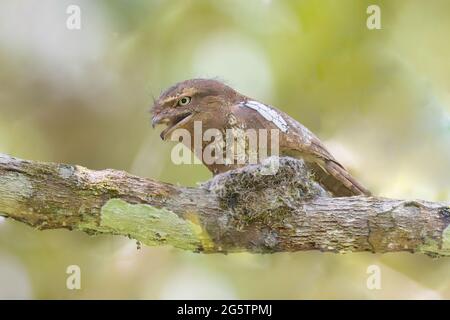 WÜTENDER VOGEL: Blyth's Froschmund sitzt auf seinem Nest Stockfoto