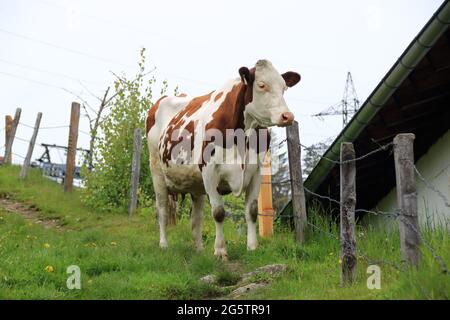 Kuh steht auf einem Wanderweg in den Alpen Stockfoto