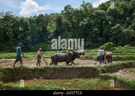 Männer pflügen EIN Reisfeld in Begnas, Nepal, mit Bullocks Stockfoto