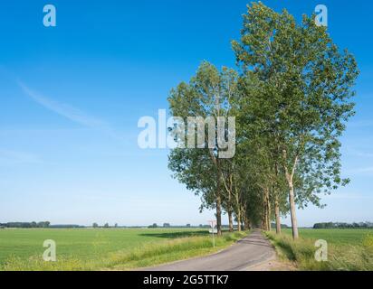 Landstraße und grüne Wiesen in der Landschaft bei nijmegen in den niederlanden Stockfoto