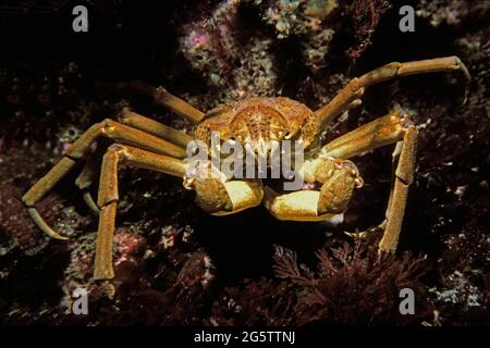 Große Spinnenkrabbe (Hyas araneus) in Küstengewässern, Großbritannien. Stockfoto