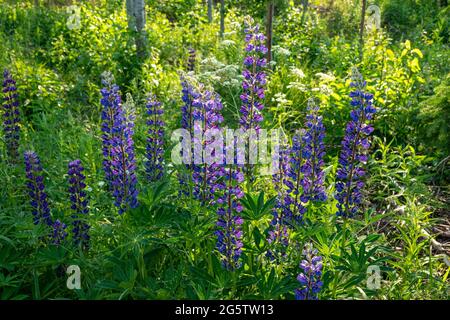 Lupinus polyphyllus oder großblättrige Lupinen oder blu-pod Lupinen oder großblättrige Lupinen oder mehrblättrige Lupinen Stockfoto