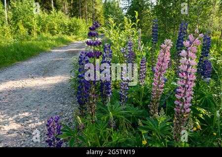 Mehrfarbige Lupinen (Lupinus polyphyllus) wachsen am Rande einer Schotterstraße in Mänttä-Vilppula, Finnland Stockfoto