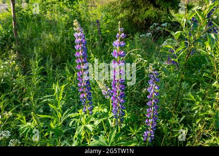 Lupinen (Lupinus polyphyllus) oder Lupinen mit Blauschoten oder Lupinen mit Großblättrigen oder Vielblättrigen, die am Straßenrand in Mänttä, Finnland, wachsen Stockfoto