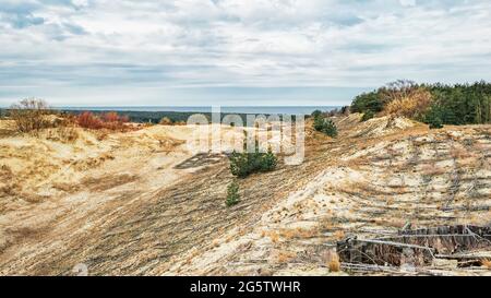 Sanddünen der Kurischen Nehrung, bewachsen mit Büschen und jungen Bäumen Stockfoto