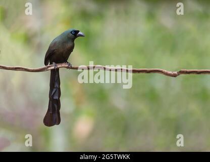 Der neugierige, vom Schläger getailed Baumkitz Stockfoto