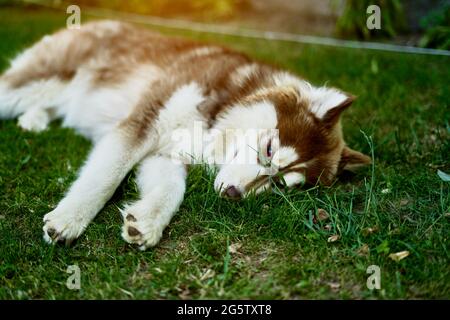 Roter Husky liegt im Gras ruht. Stockfoto