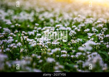 Mecsek, Ungarn - Feld von weißen Bärlauch-Blüten (Allium ursinum oder Ramsons), die im Frühjahr im Wald von Mecsek mit selektivem Fokus blühen, Stockfoto