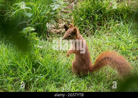 Junger eurasischer Eichhörnchen (Sciurus vulgaris), der auf Hinterbeinen steht Stockfoto