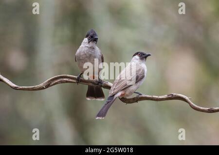 Rußiger Bulbul, der sich auf einem Zweig entspannt Stockfoto