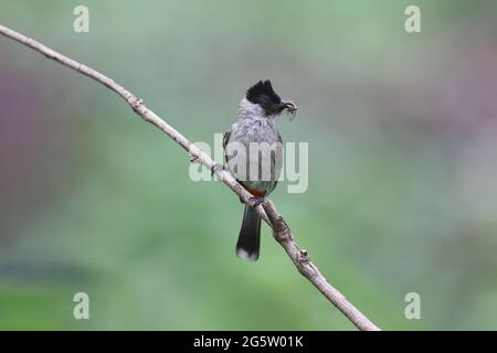 Rußiger Bulbul, der sich auf einem Zweig entspannt Stockfoto