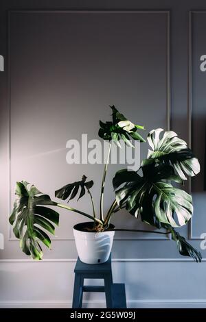 Monstera grüne Blätter oder Monstera Deliciosa, Zimmerpflanze im Topf. Stockfoto