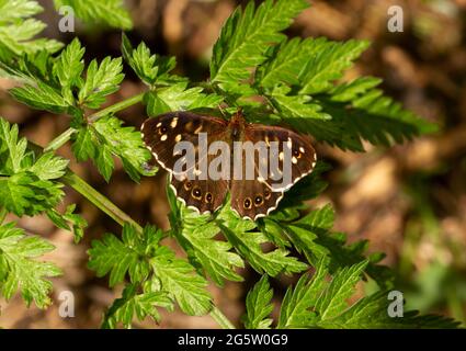 Ein häufiger, aber leicht zu übersehener Schmetterling die Tarnung des gesprenkelten Holzes ist ideal für seinen angestrahlten Lichtlebensraum. Es ist ein Zubringer von Baumkränenbäumen Stockfoto