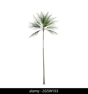 Palme isoliert auf weiß. Einfache Vektordarstellung. Farbvektor Einfache Illustration. Stock Vektor