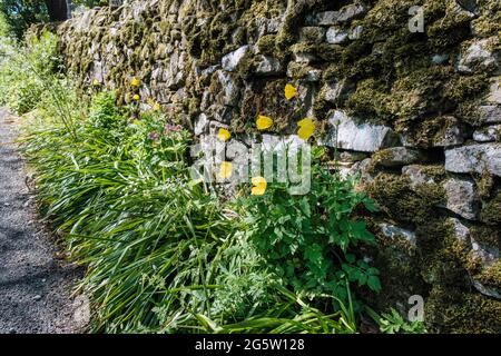 Yellow Welsh Mohn wächst auf einer Landstraße in Back of Ecton, Peak District National Park, Staffordshire Stockfoto