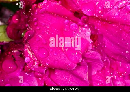 Nahaufnahme einer rosa Rosenblüte mit Regentropfen, Großbritannien, Frühling. Stockfoto